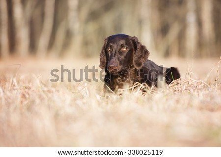 flat coated retriever dog lying down on a field