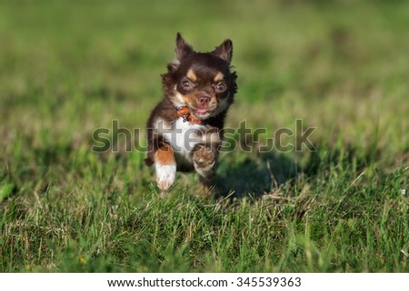 chihuahua puppy running outdoors in summer