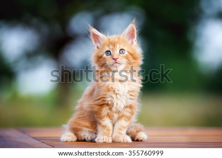 red maine coon kitten sitting outdoors