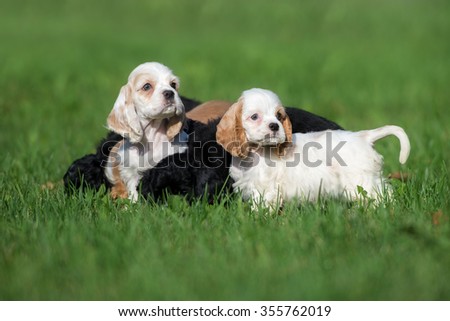 a group of puppies walking outdoors
