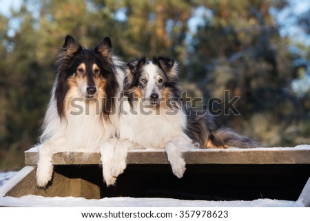 two rough collie dogs lying down outdoors