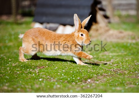 red rabbit running on grass