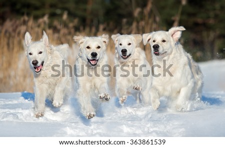 four golden retriever dogs running outdoors in winter