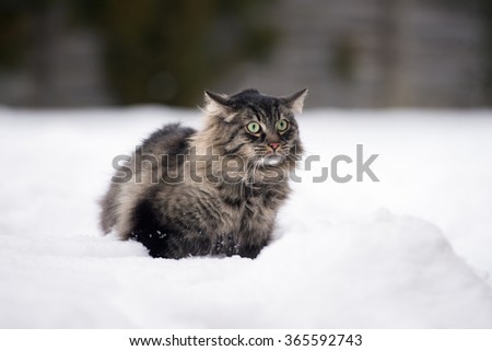 tabby cat scared outdoors in winter