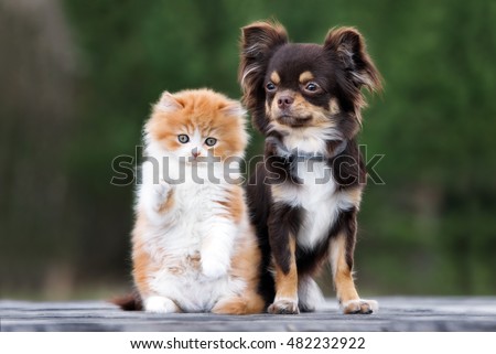 adorable chihuahua dog and kitten posing together outdoors