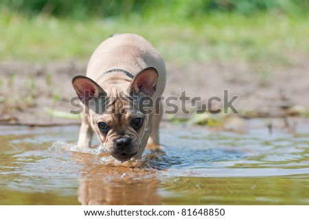 French bulldog puppy drinking water from the river