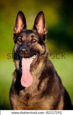 German Shepherd Dog portrait with long tongue