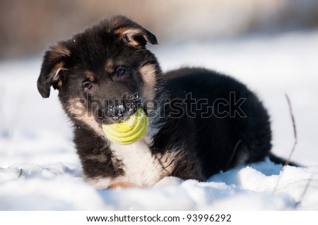 Winter Puppy