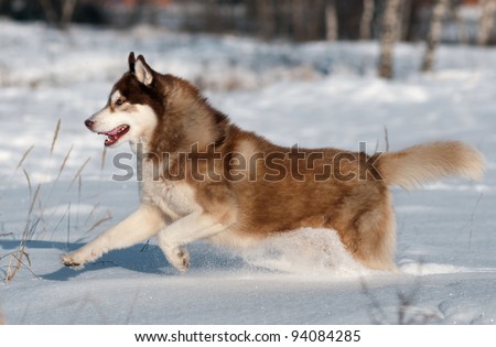 Siberian husky running in the snow