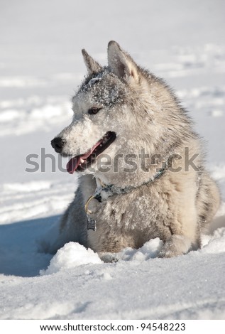 grey siberian husky