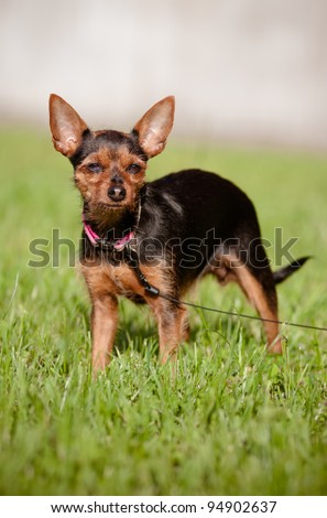 small mixed breed dog outdoors