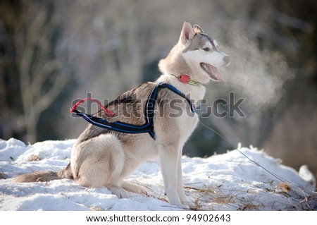 siberian husky sled dog waiting for a start