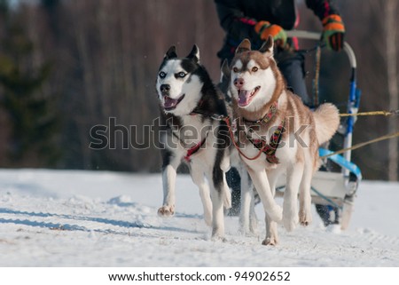 two siberian huskies in a sled dog race