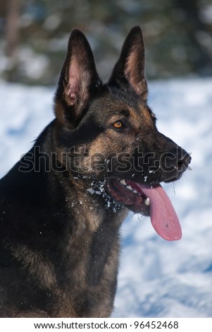 work group german shepherd dog portrait