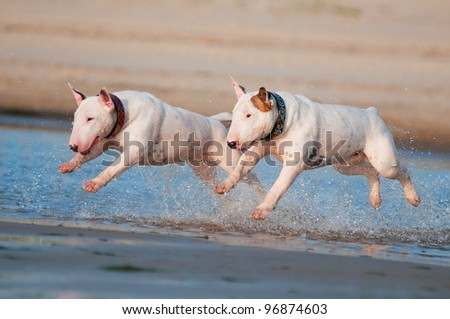 two english bull terrier dogs running