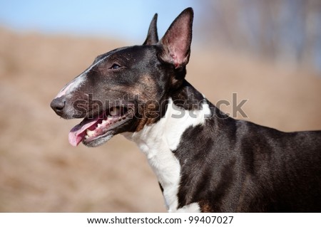 english bull terrier portrait outdoors