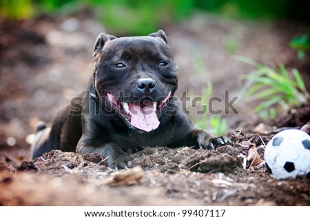 staffordshire bull terrier dog posing