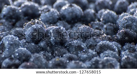 Blueberries with water drops as full screen background