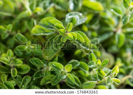 Small Oregano Plant (detailed high resolution close-up shot)