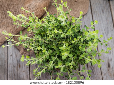 Small and young Oregano Plant (detailed close-up shot)