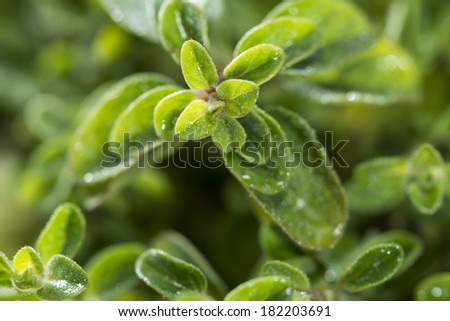 Small Oregano Plant (detailed high resolution close-up shot)