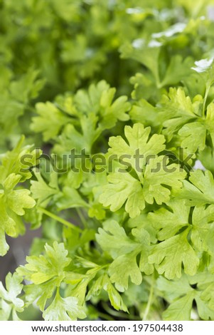 Flat leaf Parsley Plant (detailed close-up shot)