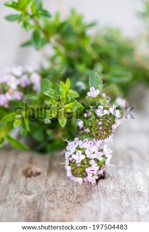 Small portion of Winter Savory (detailed close-up shot)