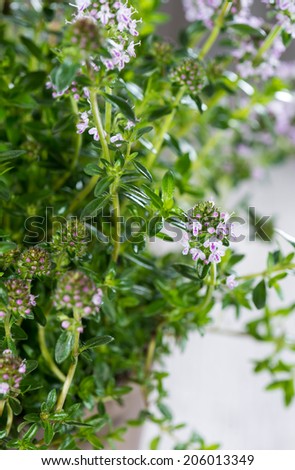 Fresh Winter Savory Plant (detailed close-up shot)