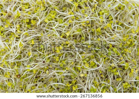 Portion of fresh Broccoli Sprouts as detailed macro shot