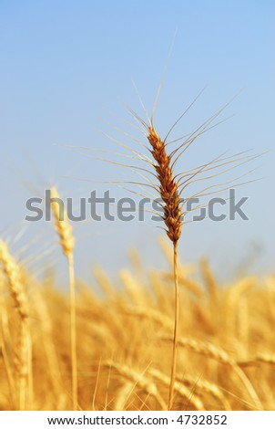 Mature wheat crop nearing harvest.  This variety is \
