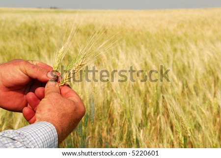 Hard working farmer\'s hands inspecting heads of Durum Wheat.  Focus is on hands and the individual heads, the crop in a golden sea.  Note* dirty nails and minor scarring.