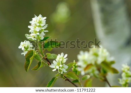 The Choke Cherry bush grows abundant on the Canadian Prairie.  Small dark berry with a large pit, gives a 