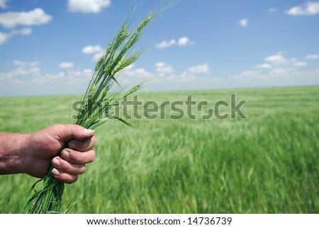 Working Farmer Hands hold winter wheat crop.  Winter wheat is sown in the fall and must germinate then freeze to produce spring crop.