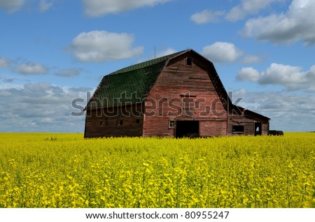 Grand old Red Barn in Saskatchewan Canola or Rapeseed Field