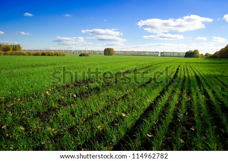 Field of rye in the autumn