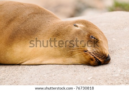Sea lion at rest