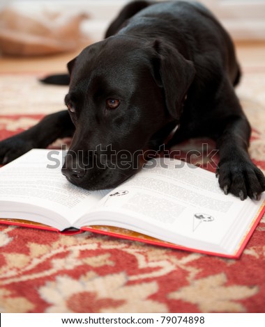 Labrador dog reading a book