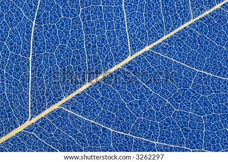 Dry leaf vein structure background on colorful paper(macro)