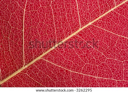Dry leaf vein structure background on colorful paper(macro)