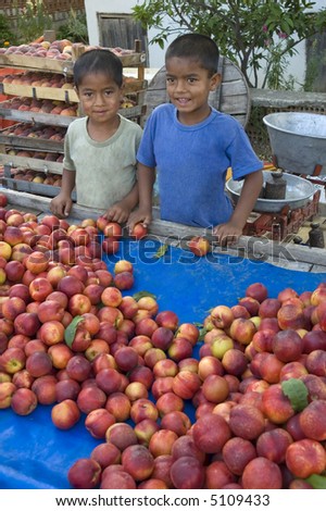 Two brothers posing with the plums their father grows at the farmer\'s market