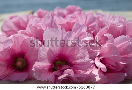 Beautiful pink tropical flowers on a pier near the ocean