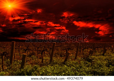 Grape vines in California during sunset