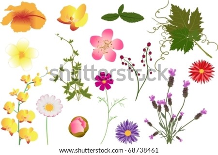 Different Kinds Flowers