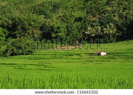 The rice farm in loas local