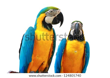 Parrots Isolated