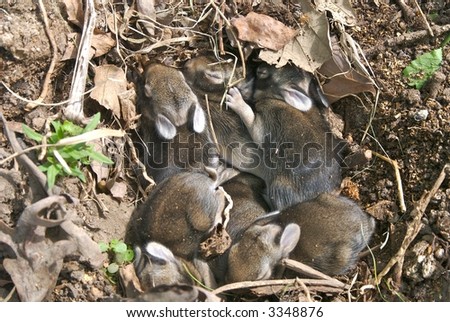 A Nest Of Baby Bunnies Stock Photo 3348876 : Shutterstock