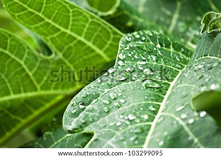 Green leaf with drops of water shining in the sun after rain
