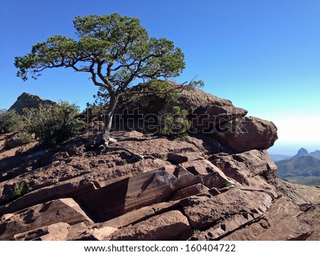 Tree on rocks in Big Bend National Park, Texas