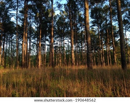 Pine Forest in Holly Springs National Forest, Mississippi