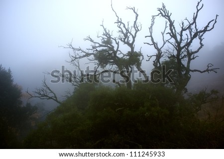 Old spooky tree in a fog